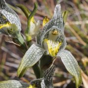 orchidée, Patagonie